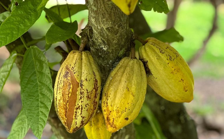 Preço do cacau sobe e anima produtores no Brasil