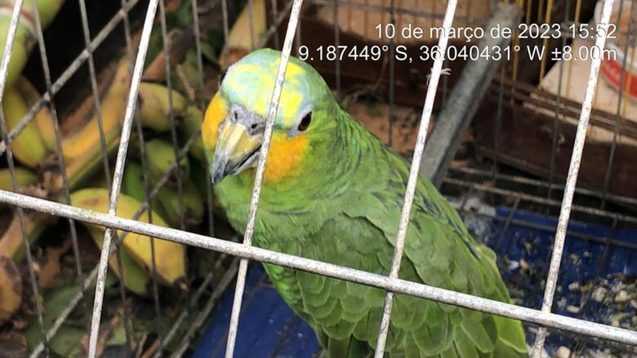 Fiscais do IMA e do ICMBio combatem caça predatória na Estação Ecológica de Murici