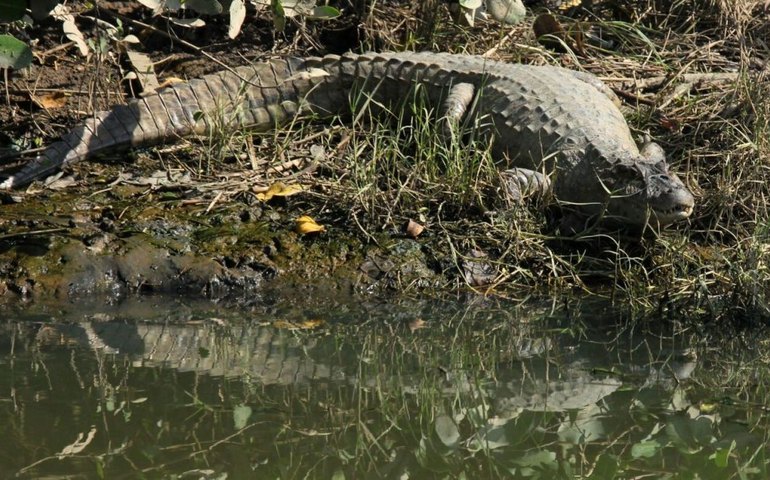 Arapiraca abre inscrições para capacitação em resgate e manejo de répteis