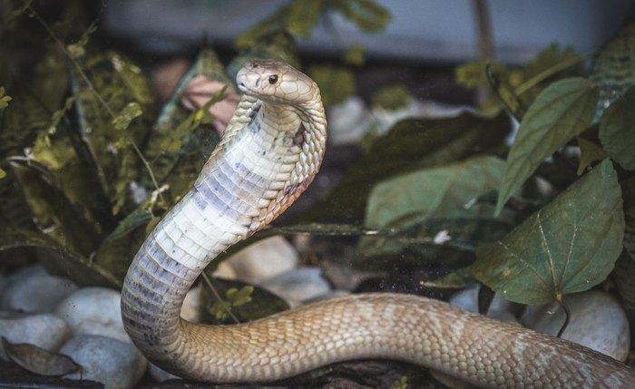 Funcionária teria concedido licença ao estudante para criar animal