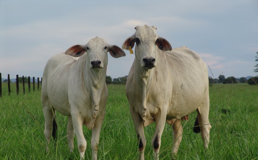 Manejo nutricional de vacas de corte é aliado da produtividade