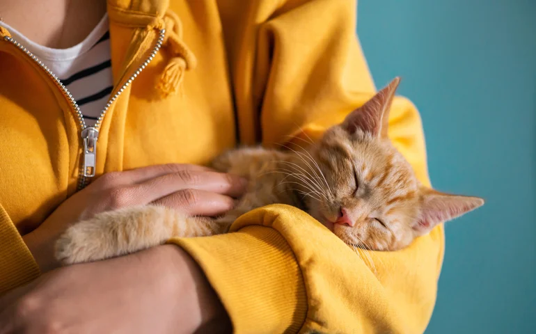 Alesp aprova projeto que permite sepultamento de cães e gatos junto aos donos