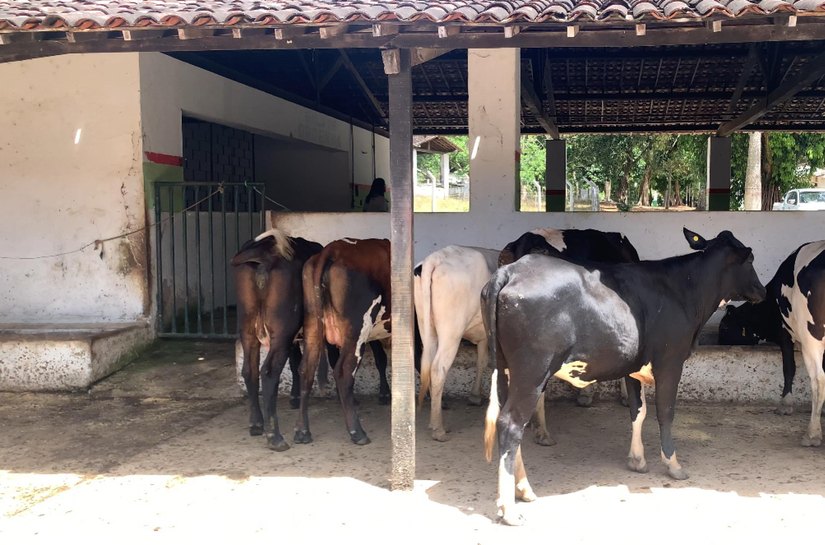 Adeal certifica primeiro estabelecimento com Criação Livre de Brucelose de Alagoas