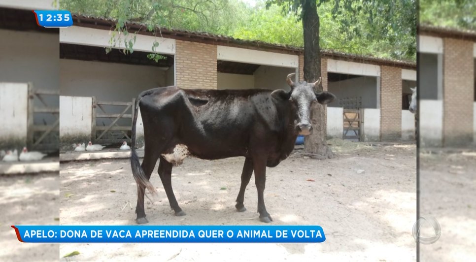 Vaca apreendida