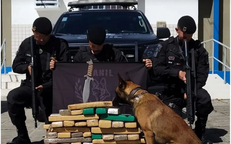 Polícia apreende mais de 200 kg de maconha em Rio Largo; ninguém foi preso