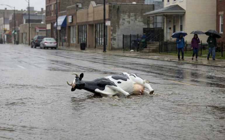 Temporal arrasta 'vaca' cenográfica durante enchente em avenida de Belo Horizonte
