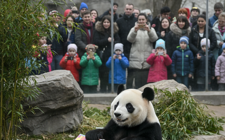 Panda Dindin encanta visitantes do Zoológico de Moscou