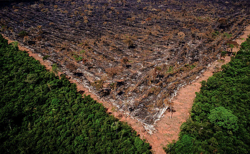 Desmatamento e a pecuária estão ameaçando o futuro da floresta