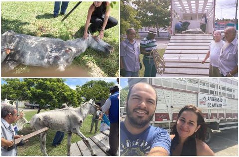 OAB mobiliza Centro de Zoonoses e PM para socorrer cavalo abandonado
