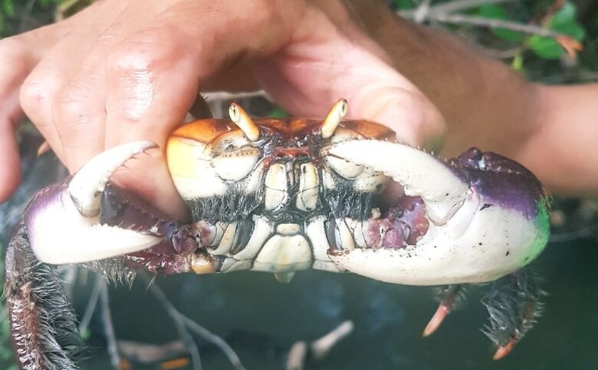 Prefeitura de Coruripe reforça fiscalização durante o período de reprodução do caranguejo-uçá