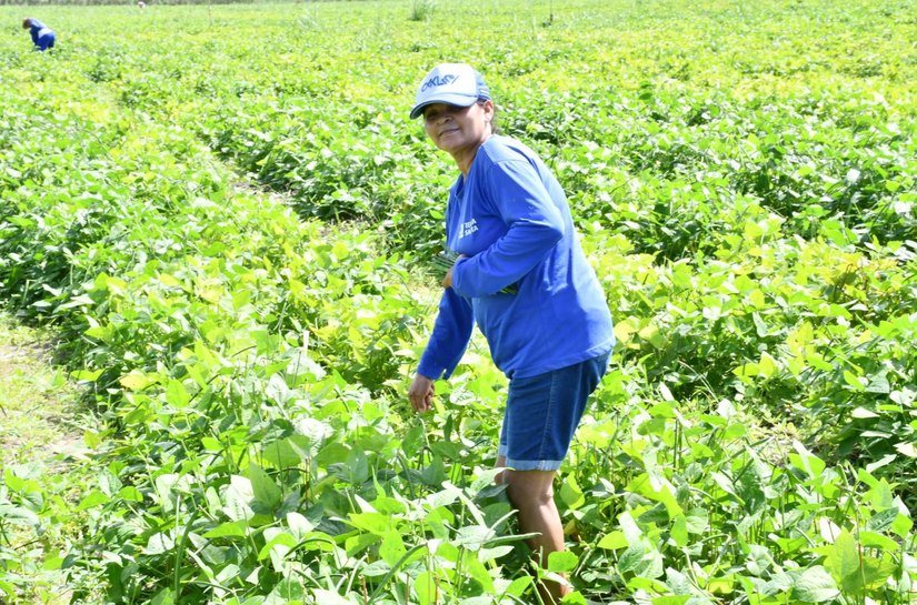 Prefeitura de São Miguel dos Campos abre cadastro para nova etapa do Programa Comida na Mesa