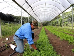 Chácara Nakui, certificada pela programa Paraná mais Orgânico(18).JPG 