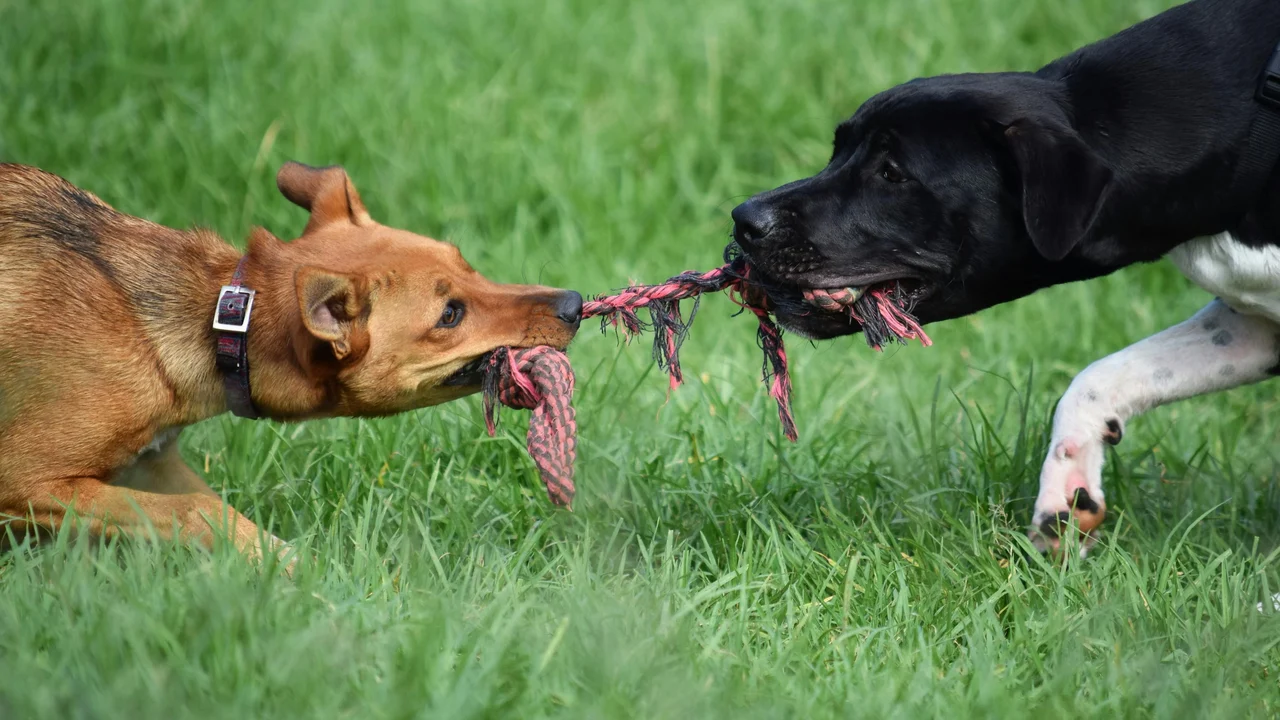 Encontros, presentes e convivência no amigo secreto dos tutores de pets
