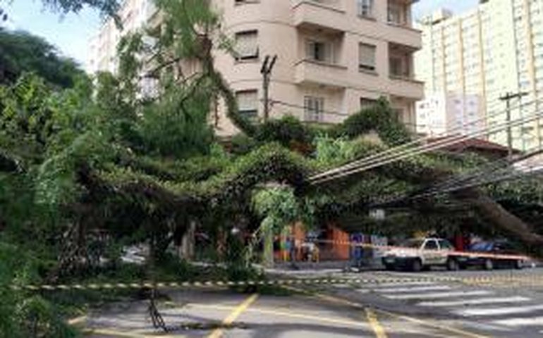 Temporal derruba 198 árvores e fecha Parque Ibirapuera, em São Paulo