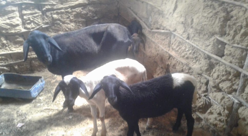 ovelhas resgatadas