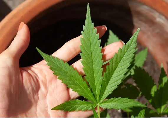 EUA devem anunciar reclassificação da maconha e reduzir restrições ao uso 