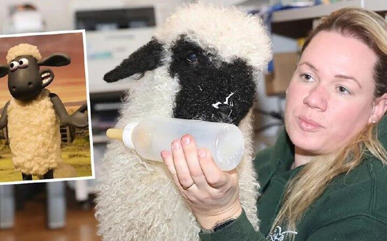 Cordeiro parecido com 'Shaun, o Carneiro' faz sucesso nas redes na Alemanha