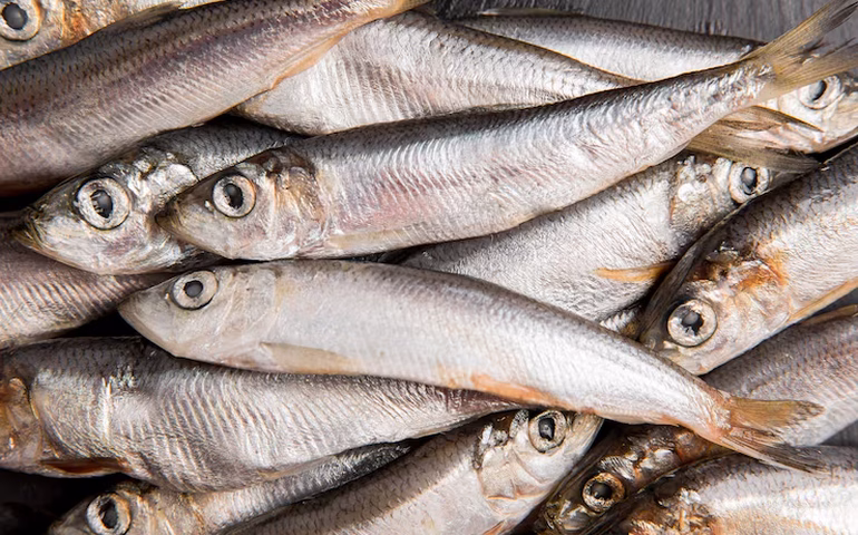 Projeto que revoga isenção de tarifa de importação de sardinha avança para a CCJ