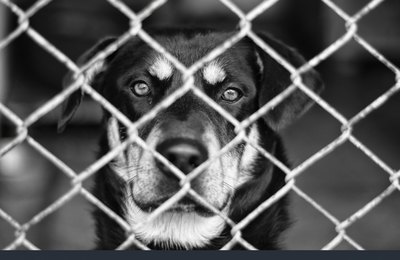 Polícia Civil prende veterinário por maus-tratos a animais em clínica de Maceió