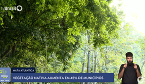 Mata Atlântica: vegetação nativa aumenta em 45% dos municípios