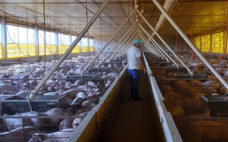 Granjas de suínos tecnificadas terão que implantar medidas de biosseguridade determinadas em nova portaria