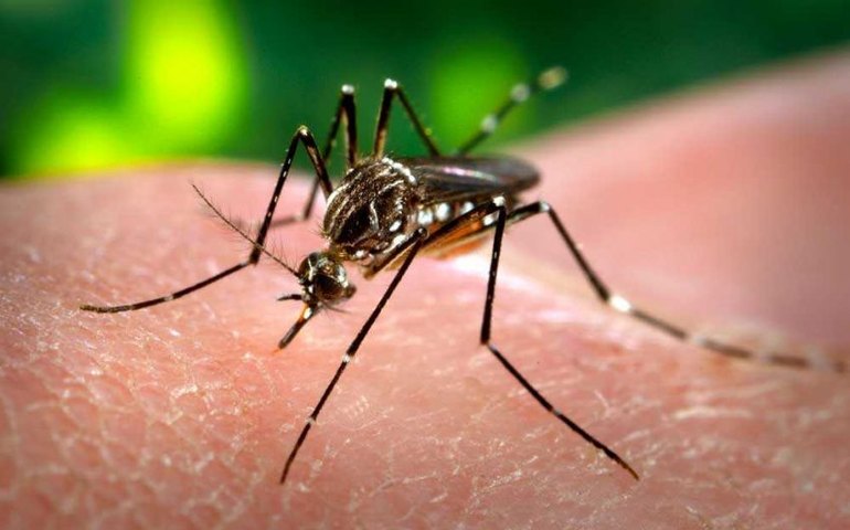 Saúde divulga novos índices de infestação do Aedes aegypti em Maceió