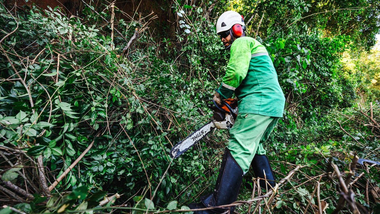 Prefeitura registra aumento de 50% em ações de poda e supressão de árvores no período chuvoso