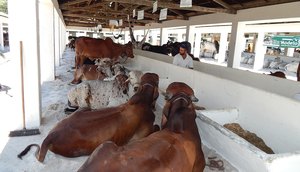 feira agropecuária