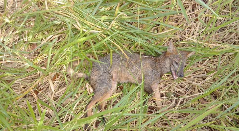 Raposa é resgatada após ser atropelada na BR-101 em Umbaúba / Foto: Foto: Adema/SE