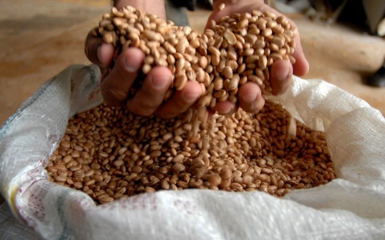 Retração nas compras e estoques elevados pressionam preços do feijão