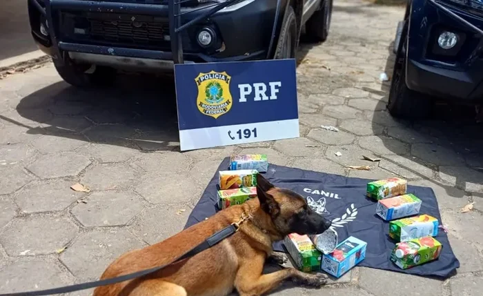 Cão farejador ajuda na apreensão de 10 kg de cocaína