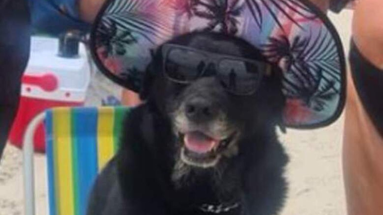 Cachorra sentada em cadeira de praia, com chapéu e óculos, é o 1º meme de 2022
