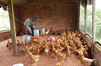 Governo incentiva criação de aves caipiras como alternativa para agricultura familiar