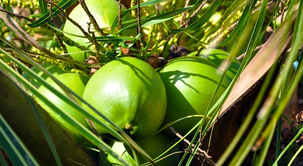 grande-coco_verde_divulgacao_embrapa