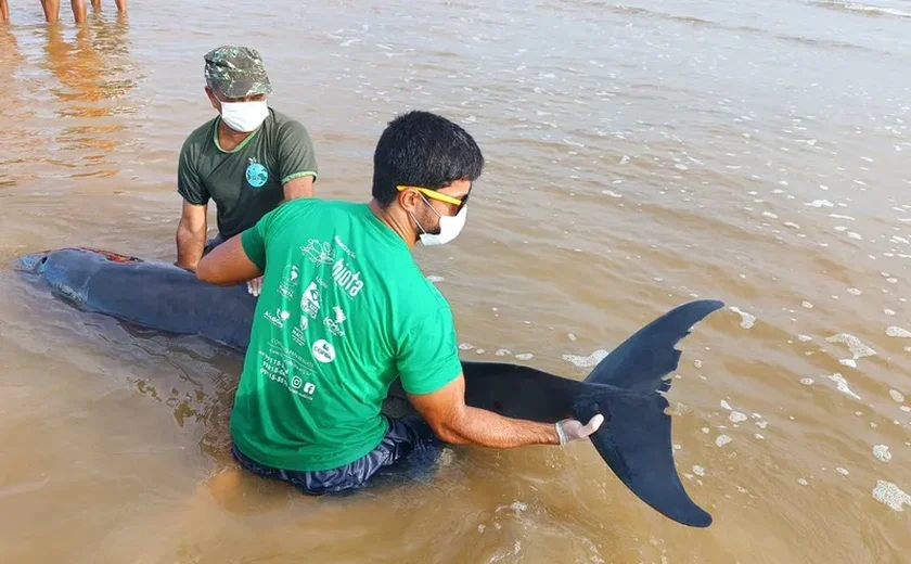 ﻿﻿Golfinho encalha na praia no ﻿município de Coruripe