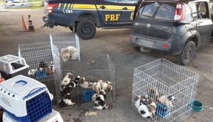 cachorros 