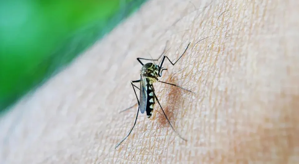 Aedes aegypti é responsável pela transmissão da dengue e da chikungunya, doenças que voltam a preocupar em Alagoas. - Foto: nuzeee/Pixabay