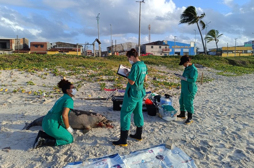Sexto golfinho é encontrado morto em praias alagoanas em um período de 15 dias