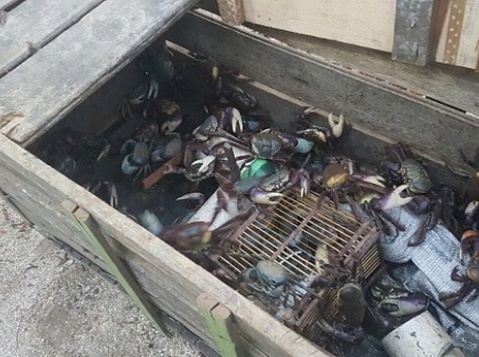 IMA e ICMBio flagram pesca ilegal de caranguejos-uça no Litoral Norte