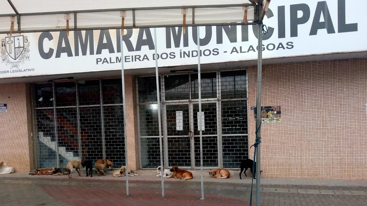Palmeira: cachorrada na Câmara de Vereadores