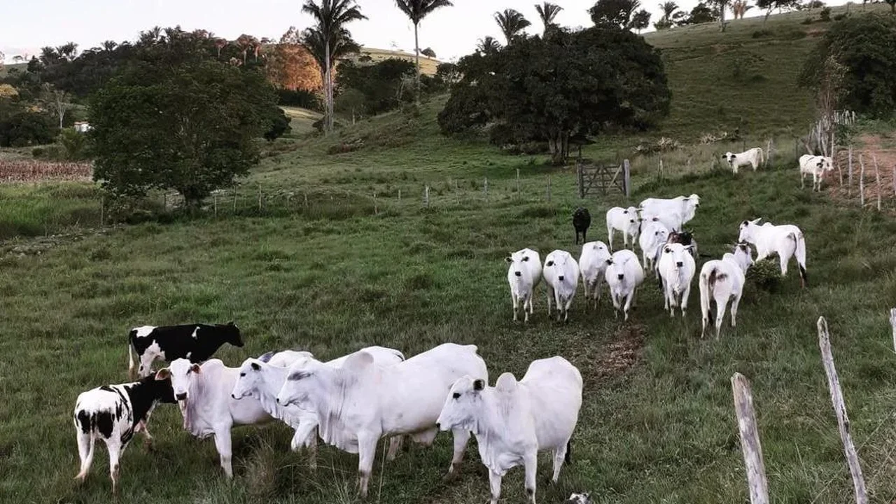 Crédito do Banco do Nordeste para bovinocultura de corte cresce 212% entre agricultores familiares alagoanos, em quatro anos