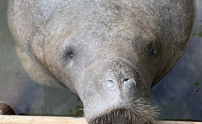 Peixe-boi fêmea Paty, morreu com 11 anos em Porto de Pedras
