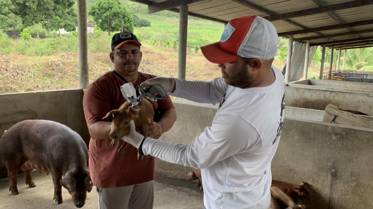 Alagoas vacina rebanho contra Peste Suína Clássica em São José da Laje