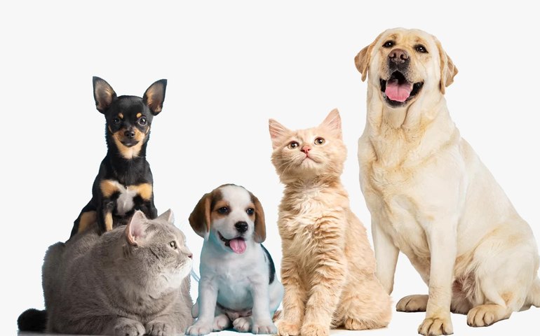 Pet Amigo atenderá o bairro Centro neste mês de julho