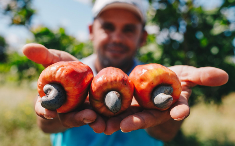 Suco de caju emagrece? Veja os benefícios comprovados