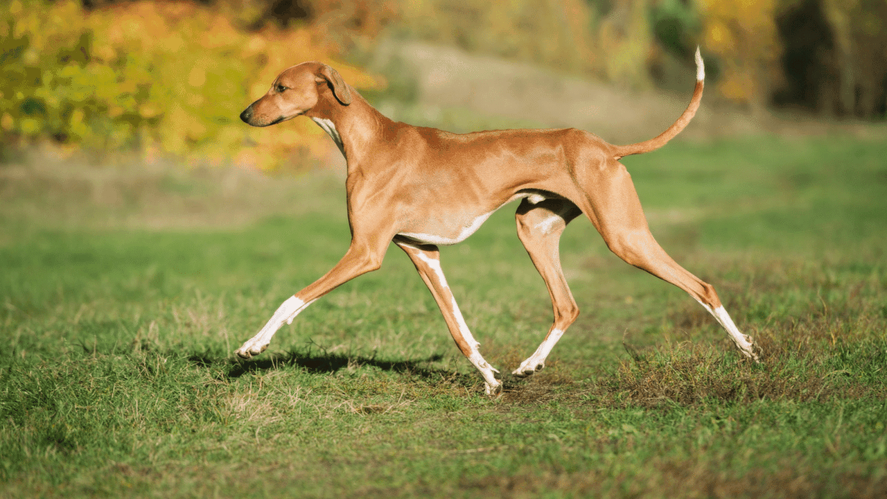 Azawakh: conheça este antigo cão de caça que se destaca pela aparência magra e elegante