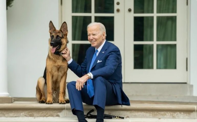 Cachorro de Biden é submetido a novo treinamento após morder agentes do Serviço Secreto