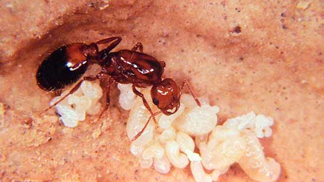 Praga em Nova York: espécie de formiga se espalhou pela cidade e pode causar danos ecológicos; entenda