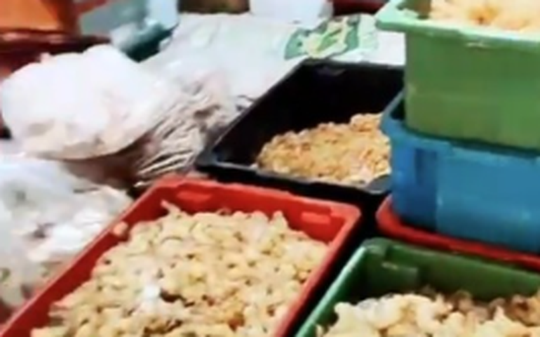 Operação Frutos do Mar da PCAL desarticula organização criminosa que aplicava golpes em Alagoas e Pernambuco