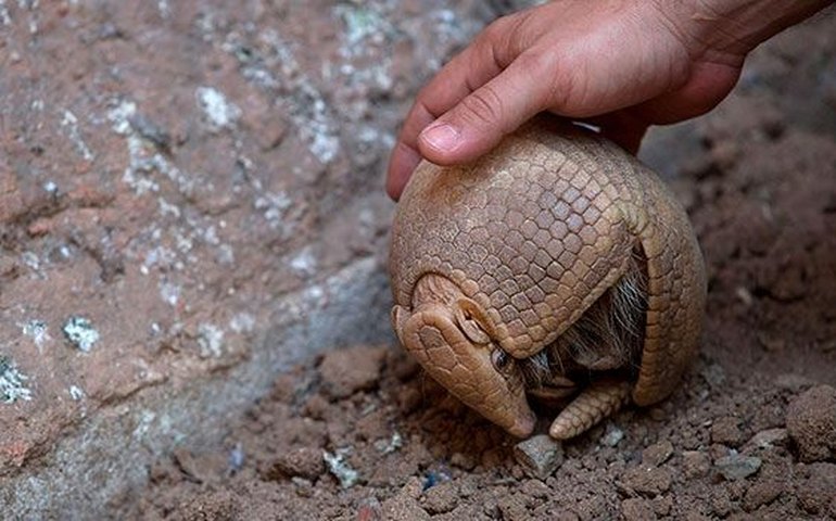 Mascote da Copa do Mundo, tatu-bola está em risco de extinção